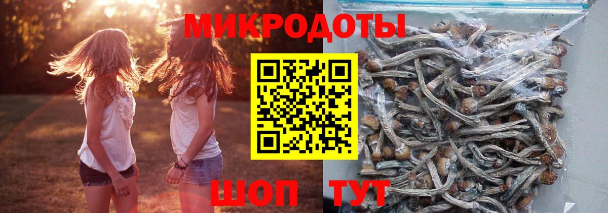 Псилоцибиновые грибы Psilocybe Заволжье